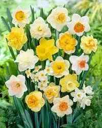 Long Lasting Mix Daffodil Bulbs for Planting - Value Bag - for Gardens, Borders & Flowerbeds. Already Sprouting, Easy to Grow Fall Flowers Bulbs (50 Bulbs)
