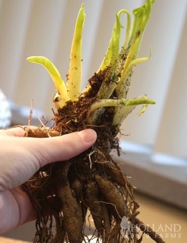 Mauna Loa Daylily Flower Root - Attracts Butterflies and Hummingbirds - Good as Cut Flowers - Naturalizing - Perennializing - Easy to Grow Live Plants - Outdoor Garden