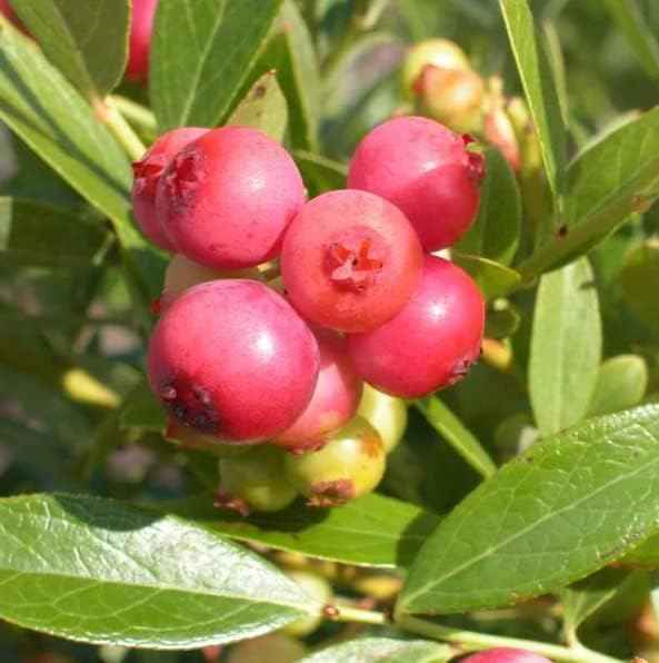 Pink Lemonade Blueberry Plant Live3 to 6 inches for Planting Outdoors