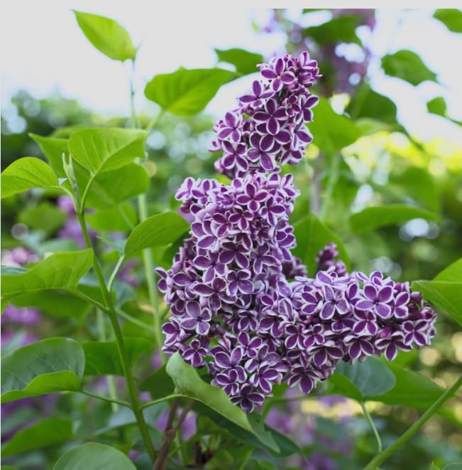 Sensation Lilac Live Starter Plant – Syringa vulgaris ‘Sensation’ – Fragrant Purple & White Bicolor Flowers – Cold Hardy Flowering Shrub – Pollinator Friendly Lilac Bush