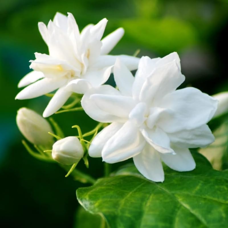 White Maid of Orleans Jasmine Plant Live, 4-7 Inch Fragrant Jasmine Flower Plants Indoor Outdoor Live for Planting, Well Rooted, No Pot