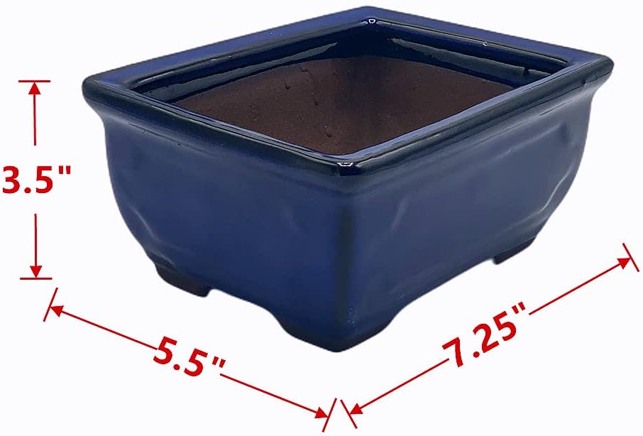 Live Dwarf Juniper Bonsai Tree 7 Year Old with Hand-Made Bamboo Stand | Juniper or Jade Bonsai Tree | Indoor/Outdoor | 100% Handcrafted| Home and Office Décor | Best Gift for Holiday