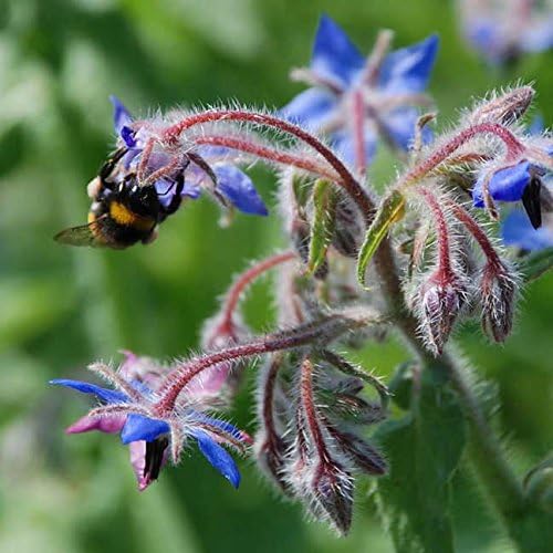 Park Seed Grow Your Own Vibrant Wildflower Garden Mixture, Perfect for Bees, Butterflies, and Hummingbirds, Pollinator Herb Mix, Pack of 100