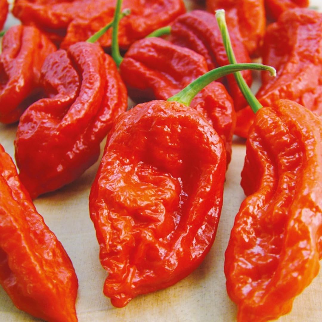 Pack 4 Pepper Plants Live, 80 Days Old Live Pepper Green for Growing, Chili Peppers for Planting, 5 to 9 Inc Tall (Bhut Jolokia Ghost)