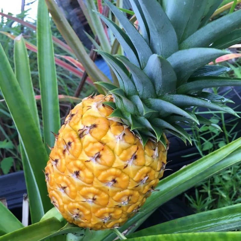 2 Gold Pineapple Plants Live to Grow, Sweet Pineapple Fruit Trees Live Plant 5 to 8 Inc Height, Ornamental Pineapple Plant