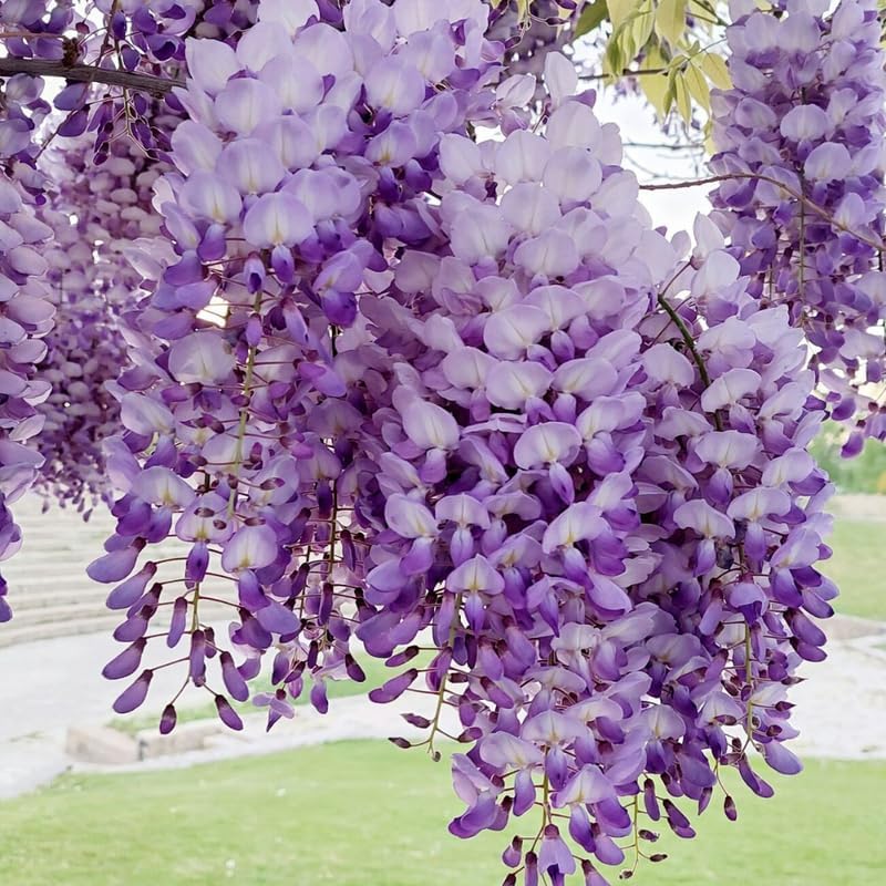 Purple Wisteria Live Plant, Wisteria Tree, 6 to 12 Inch Plant in Pot, Fully Rooted, Hardy Perennial Flower Plants, Dormant in Winter