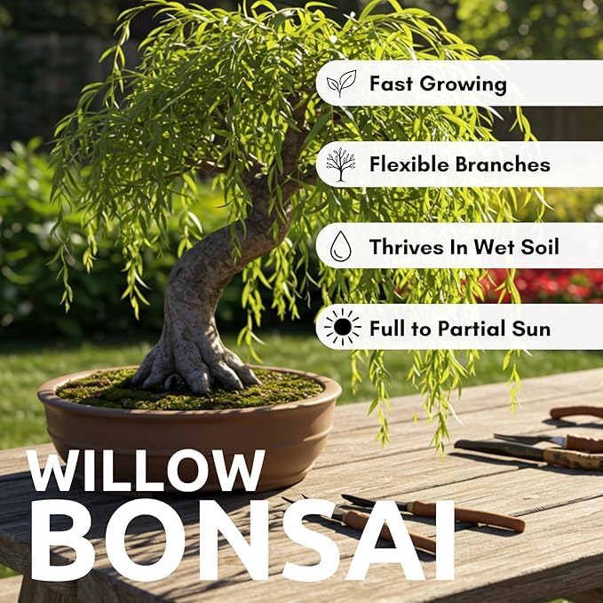 Dwarf Weeping Willow Bonsai Tree Cutting to Grow – Live Indoor Plant for Home & Office Décor | Hand-Trained Miniature Tree with Elegant Cascading Branches - Bonsai Material