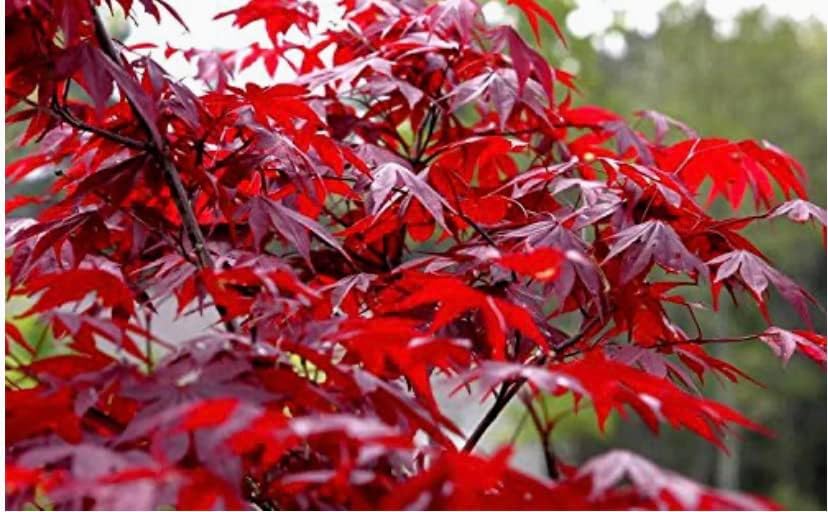 Red Japanese Maple Trees 2-Pack β Live Plants, 2-3 Ft Tall, Stunning Foliage