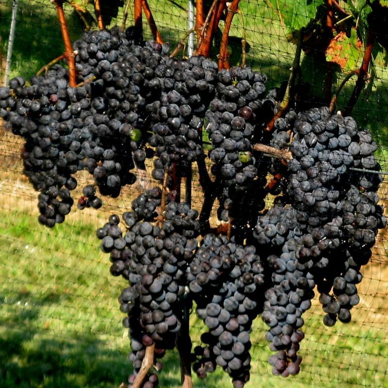 Grape Vine Plant Live for Planting, Grape Plant Live Grape Tree 1 to 2 Years Old, Grape Fruit Tree for Planting, Well-Rooted (Summer Royal Grape)