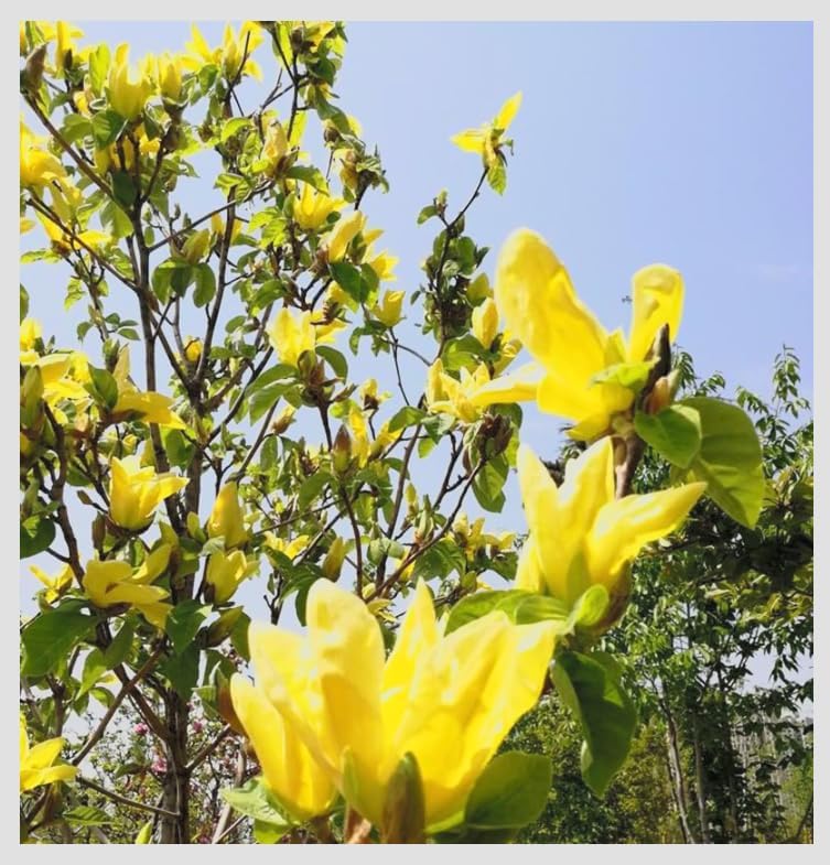 Yellow Jane Magnolia Live Plant – 18” Tall Flowering Shrub Tree