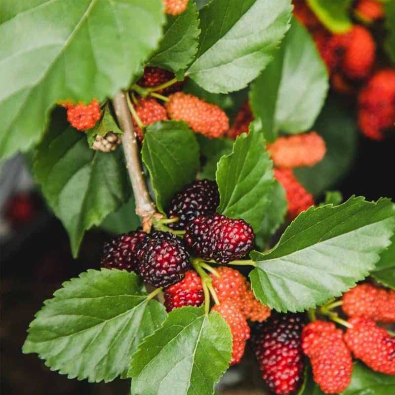 Dwarf Mulberry Tree Live Plant, Hardy Well Rooted 4-8'' Tall, Mulberry Fruit Tree for Indoor Outdoor Spring Planting Mulberries