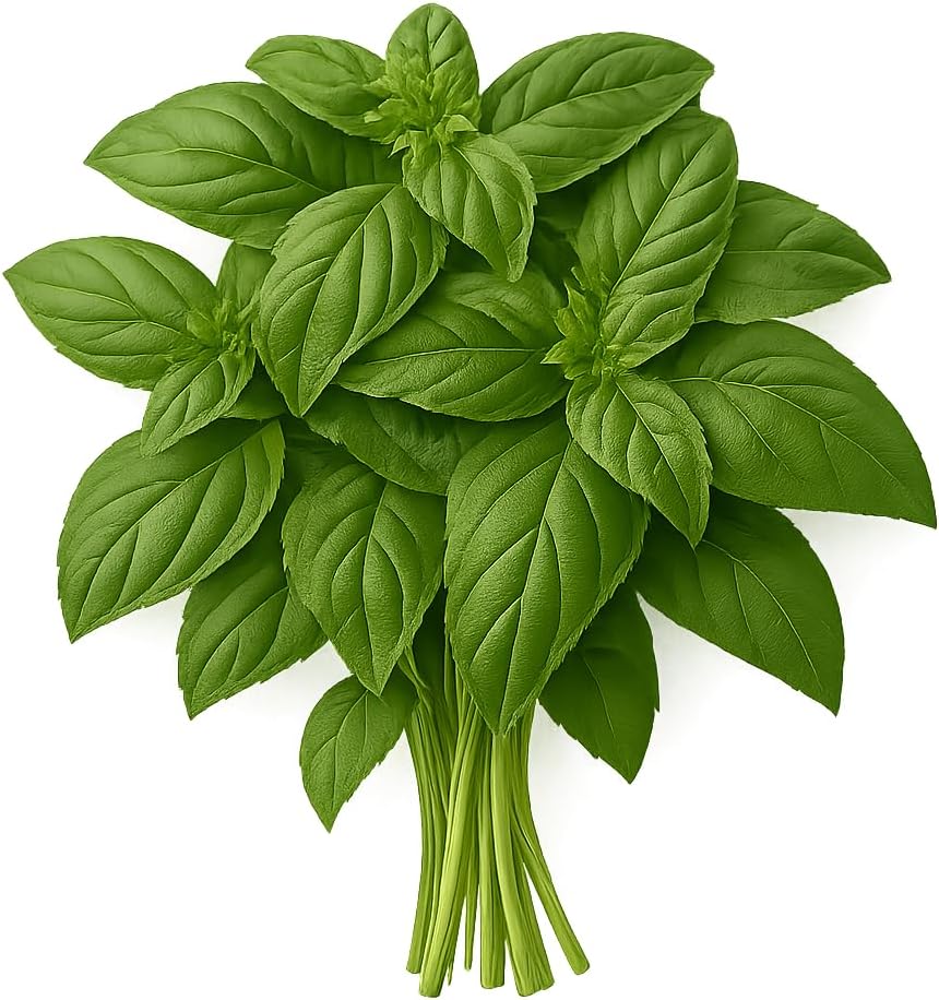 Herb Seedlings: Ready-to-Plant Seedlings, Starts, Plugs, Garden-Ready, Live Plants, Transplants, Pre-sprouted, for Soil & Hydroponic Gardens (6 seedlings)