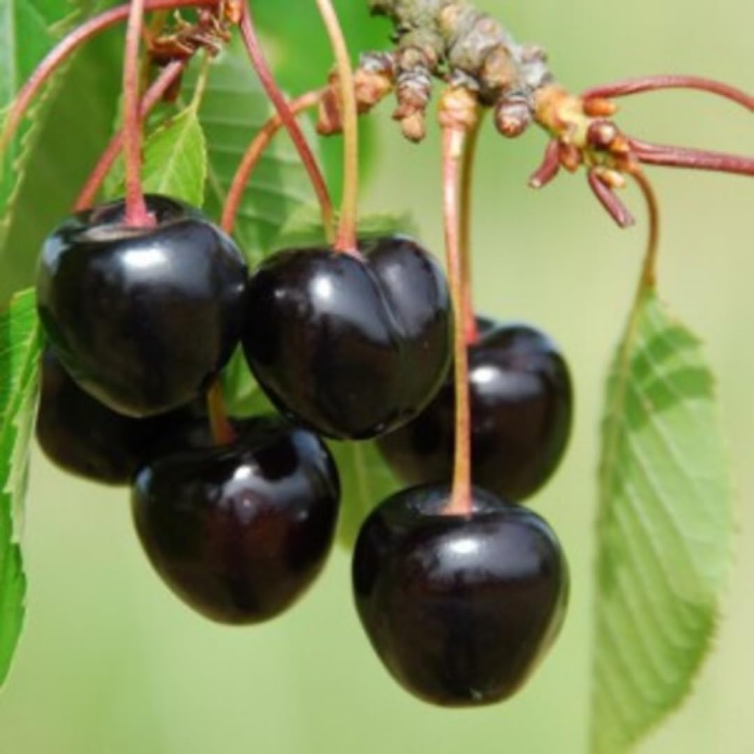Black Cherry Tree Live Plant, 1 Year Old Sweet Cherry in Quart Pot, Hardy Fruit Shade Tree for Garden or Landscape