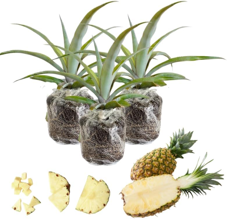 Pack 2 White Jade Pineapple Plants Live, Tropical Fruit for Spring Plant, Well-Rooted 4 to 8 Inch Tall for Planting Outdoor Full Sun