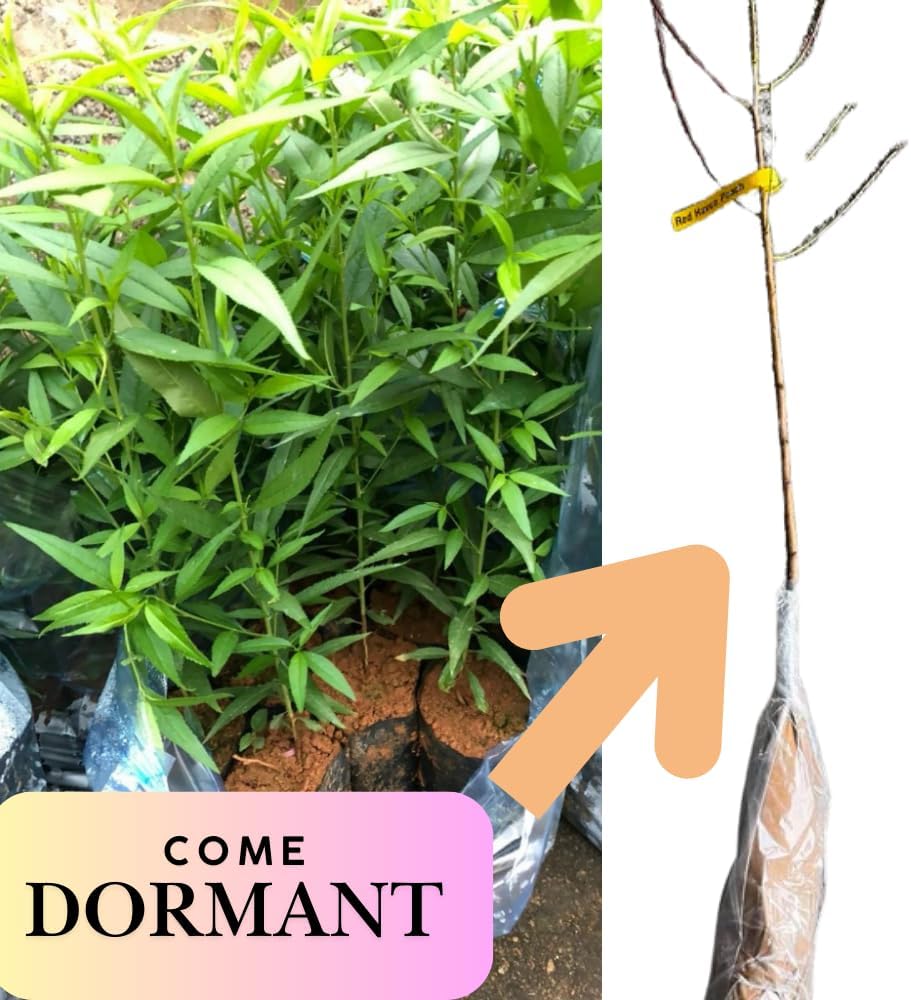 Grafted Peach Tree Live Plant, Well Rooted Peach Plant 1 Feet Tall for Planting Outdoor, Dormant, Ready to Bear Fruit Within 1-2 Years (Belle of Georgia)