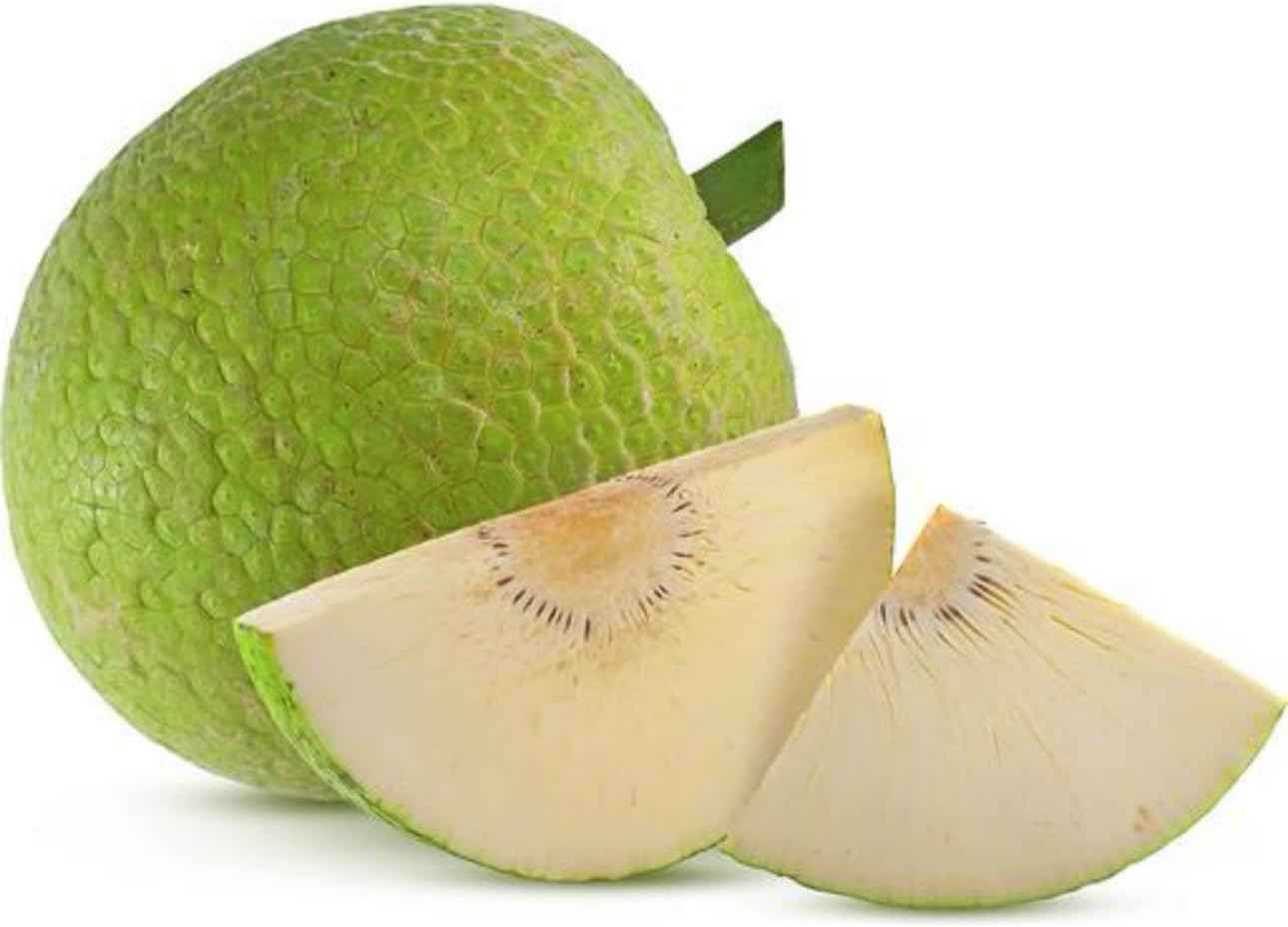 Breadfruit Plant, Breadfruit (Artocarpus altilis) Tropical Live Fruit Tree, Tropical Live Fruit Seedling, Green 10inch-1ft