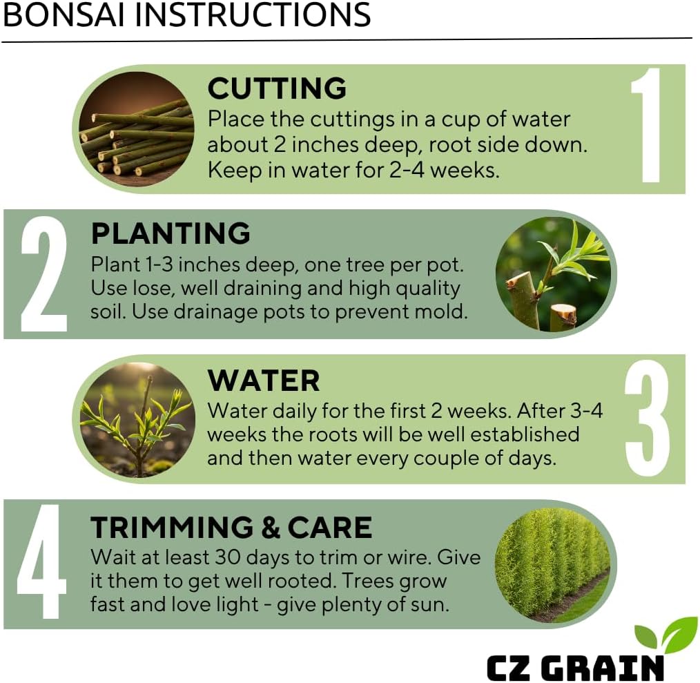 Green Geisha Girl Japanese Maple Bonsai Seedling – 1 Year Old Bare Root Dormant Tree – Acer Palmatum ‘Geisha Girl’ – Ideal for Bonsai & Container Growing