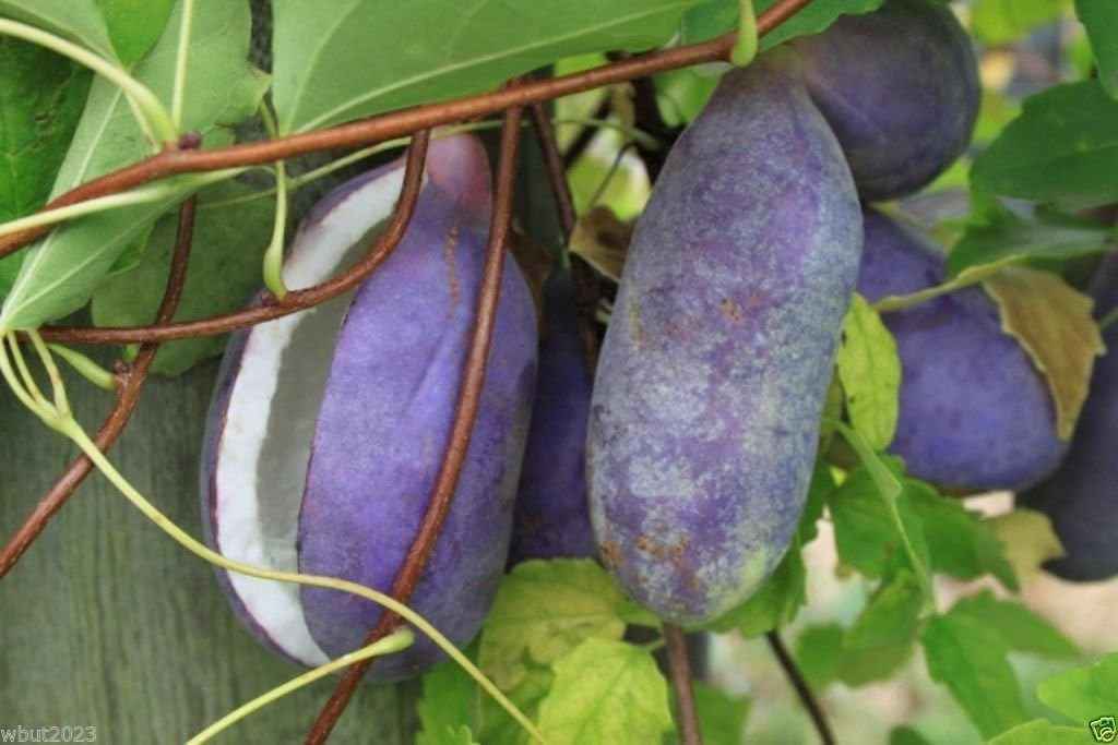 Akebia quinata Seeds- Chocolate Vine, Raisin Vine, Five-Leafed Akebia !