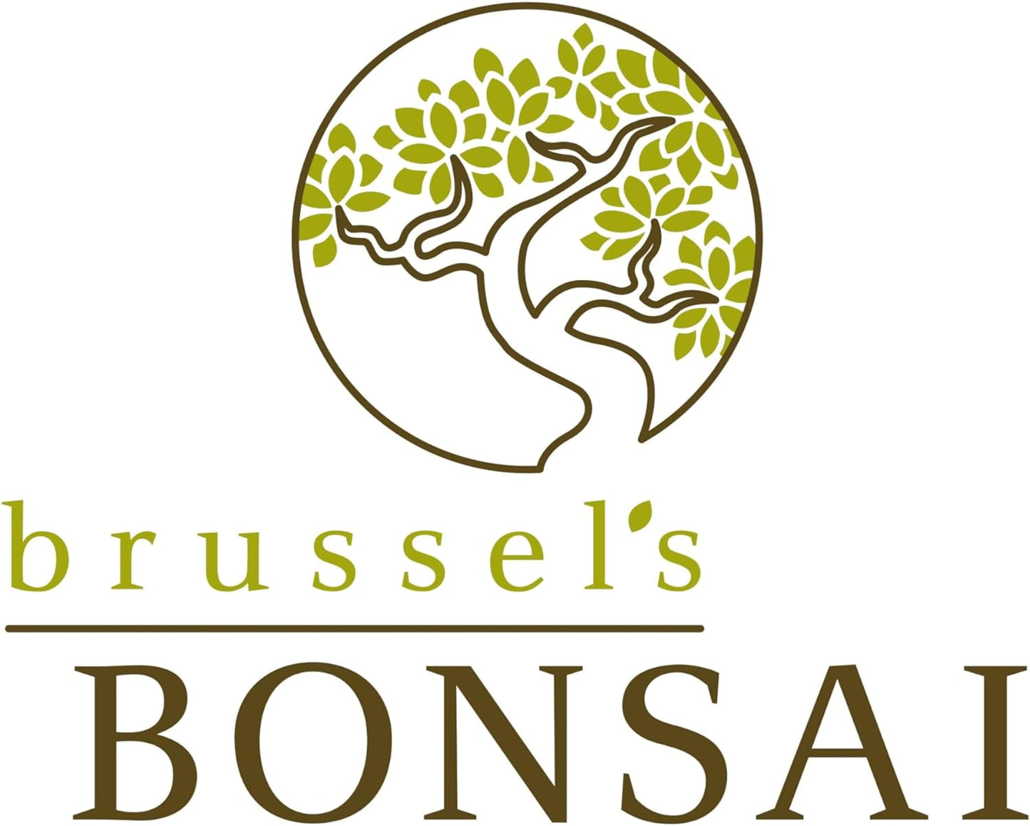 Brussel's Bonsai Live Hawaiian Umbrella Bonsai Tree - Small, 3 Year, 4 to 7 Inches Tall - Indoor Bonsai Tree with Bonsai Pot and Bonsai Tray