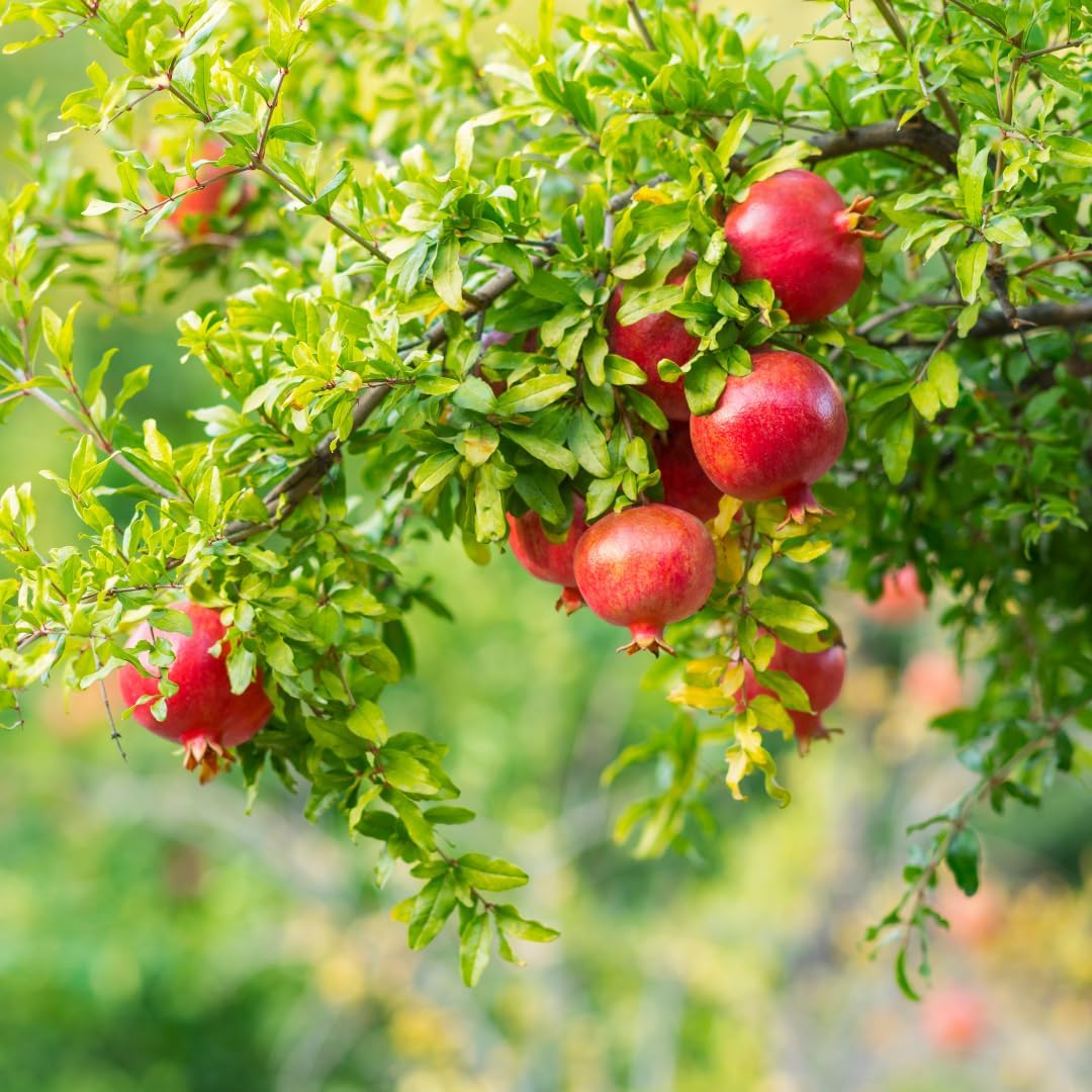 Sweet Pomegranate Tree Live Plant, Red Wonderful Pomegranate Tree Zone 8 to 11, Size 8 to 10 Inch Tall