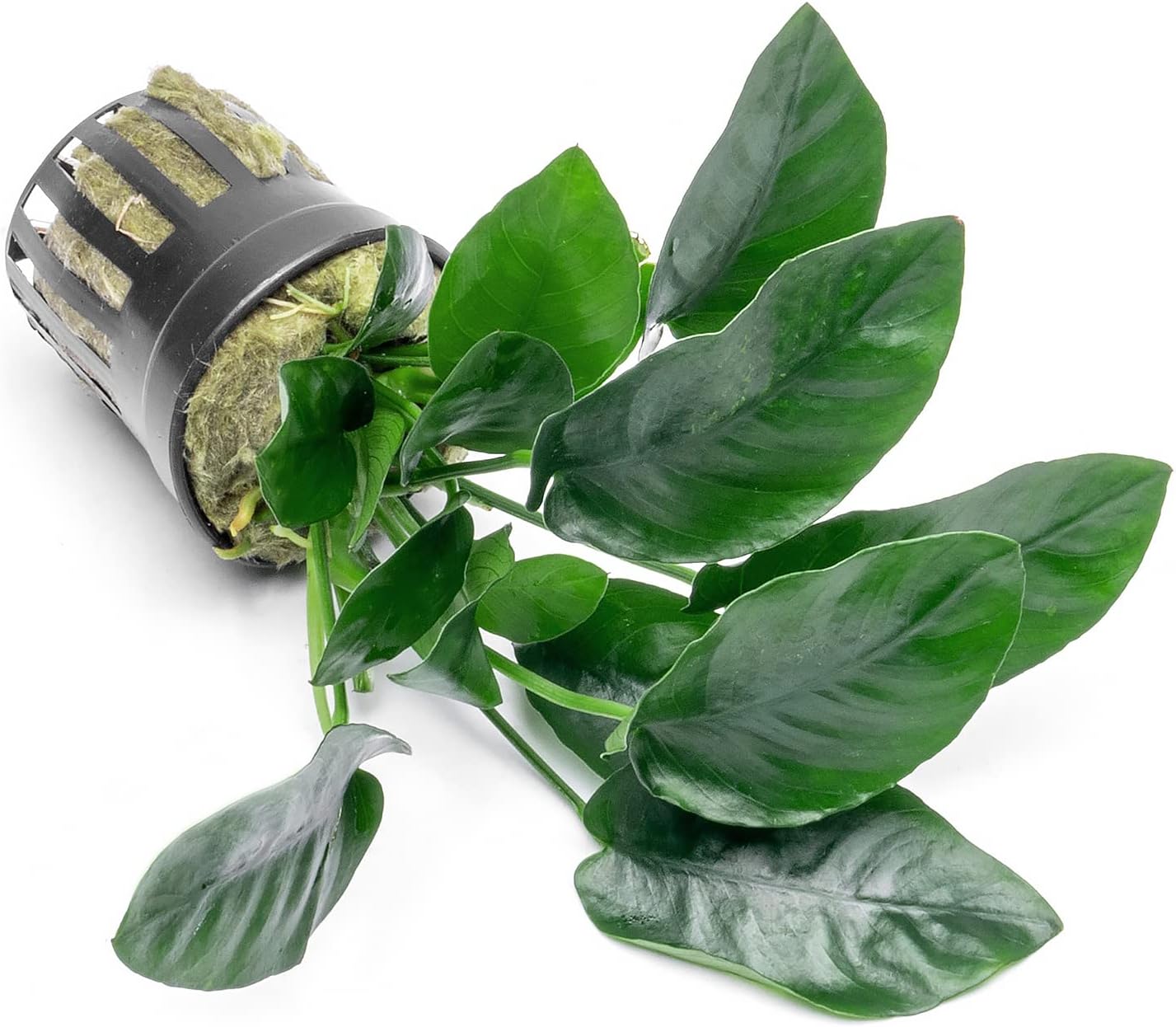 Anubias Live Aquarium Plants - Potted Freshwater Plant for Fish Tanks, Terrariums - Beginner Friendly Low Light (Nana, 5 Pots)