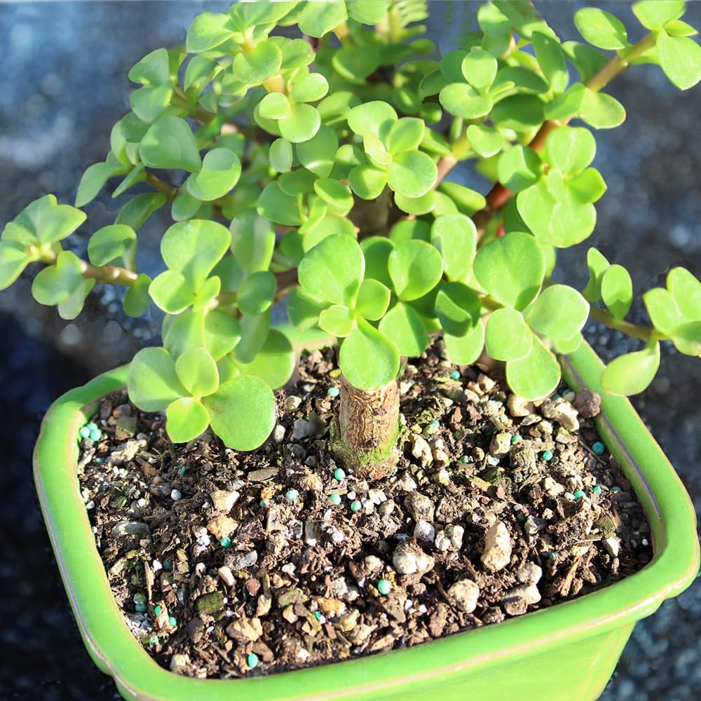Brussel's Bonsai - Live Dwarf Jade Bonsai Tree in a Ceramic Bonsai Pot, Indoor Succulent Houseplant, 3 Years Old, 5-8 Inches Tall, Easy Care Plant for Home or Office (Small)