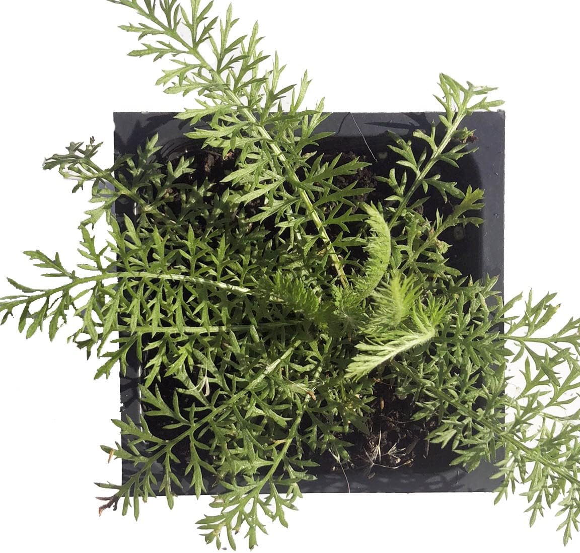 Organic Yarrow Seeds (Achillea millefoleium) 150 Seeds (0.1 Grams)