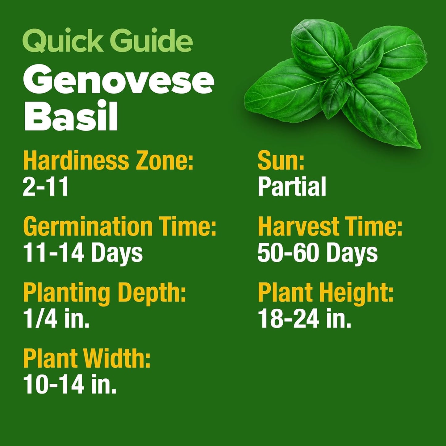 HOME GROWN π¨π¦π π£π₯ππ ππ¨π Genovese Basil Seeds Pack 1,750+ High Germination π‘π’π‘-ππ π’ Heirloom Seeds (Ocimum basilicum) Herb Seeds for Planting Indoor & Outdoor Gardening, for Culinary Use