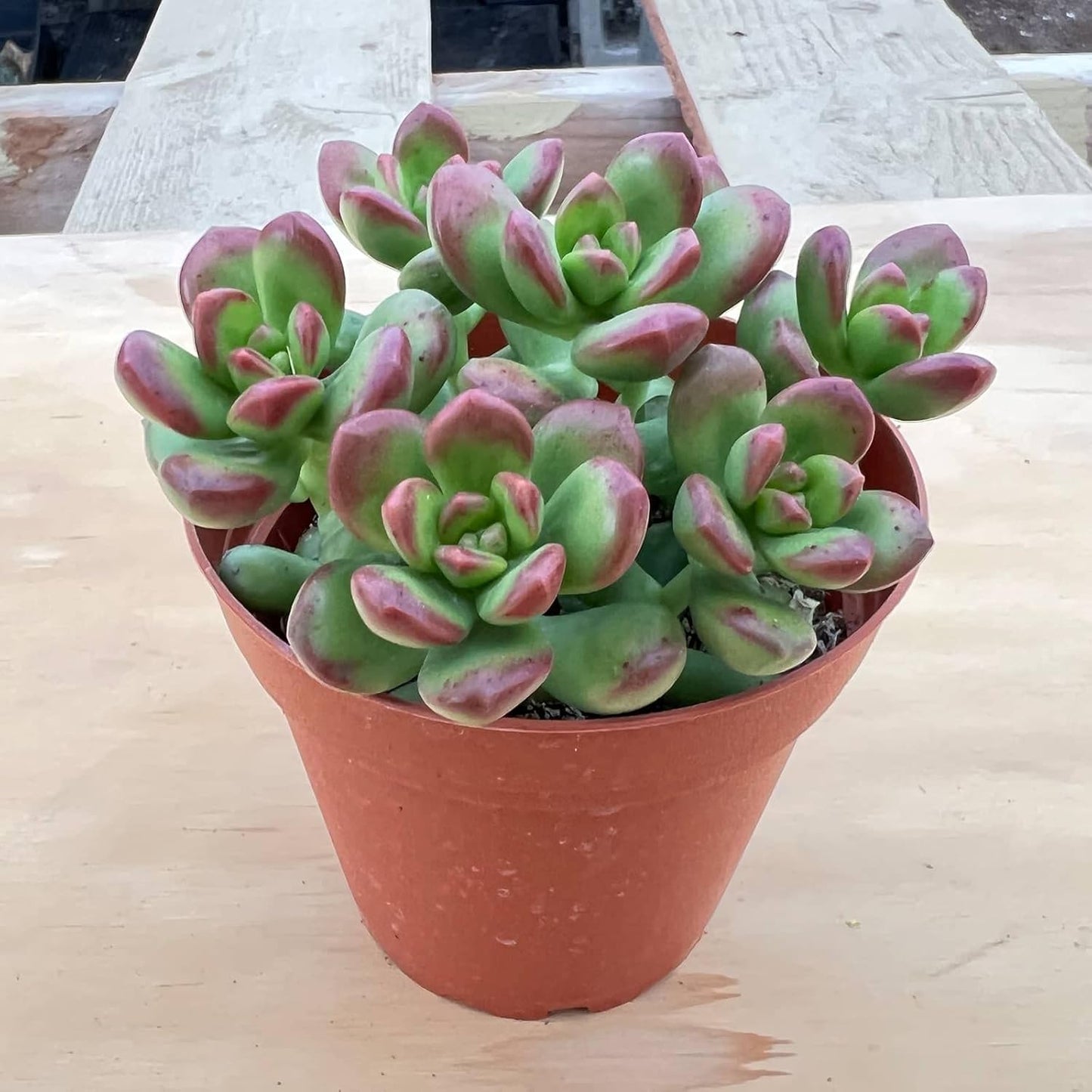 Live Succulents Sedum lucidum Obesum (4-inch), Succulent Plants Fully Rooted in Pots with Soil, Easy-Care House Plant for DIY, Home Office Decor, Wedding Party Favor
