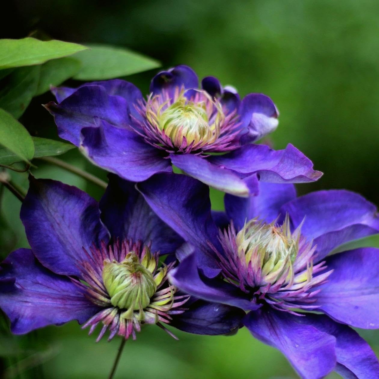 CarpetC 200+ Mixed Clematis Seeds for Planting, Perennial Climbing Vine Large Blooms, Non-GMO Heirloom Flower Seeds for Trellises, Arbors & Garden Fences