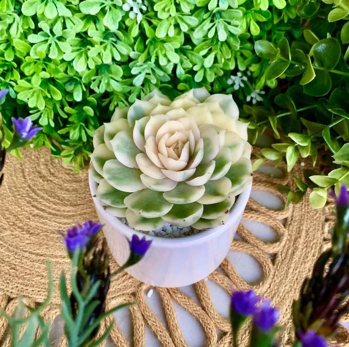 FWPP Live Succulents Plants,Echeveria Onslow Variegated 3.2 inches Mini Indoor Plants,Bare Root Without Pot Soil Live Plant,Succulents Plants Live for Gift Party Wedding Garden Baby Shower DIY Decor