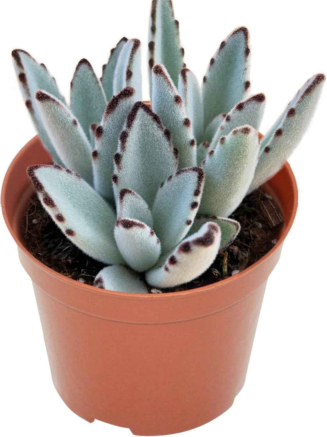 4" Live Succulent Panda Plant, Easy Care Potted Succulents, Indoor Houseplant, Unique Gifts, Home Office Décor