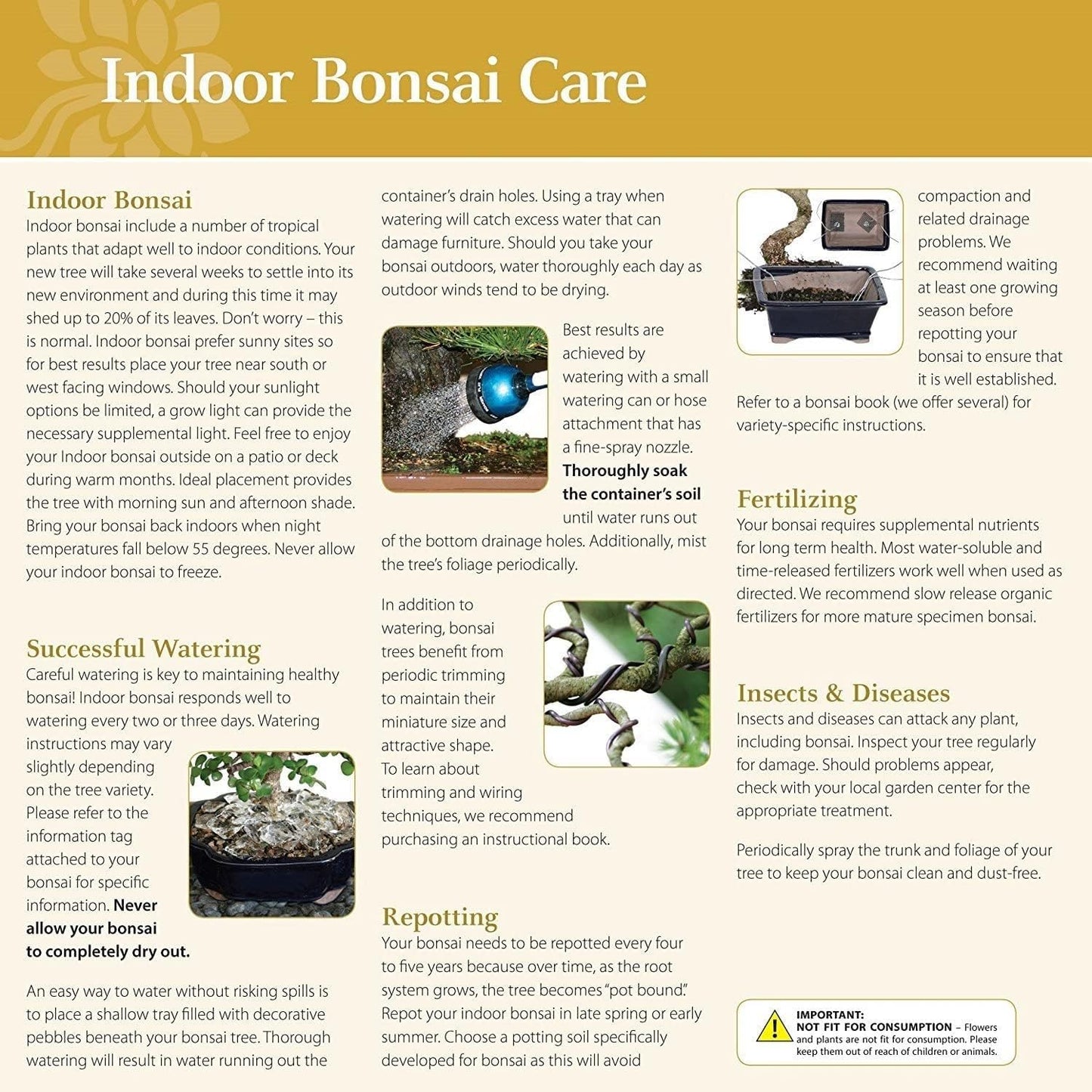 Brussel's Bonsai Live Ginseng Grafted Ficus Bonsai Tree Kit - Small Indoor Bonsai Ficus Tree - Bonsai Kit with Ceramic Bonsai Pot and Bonsai Soil