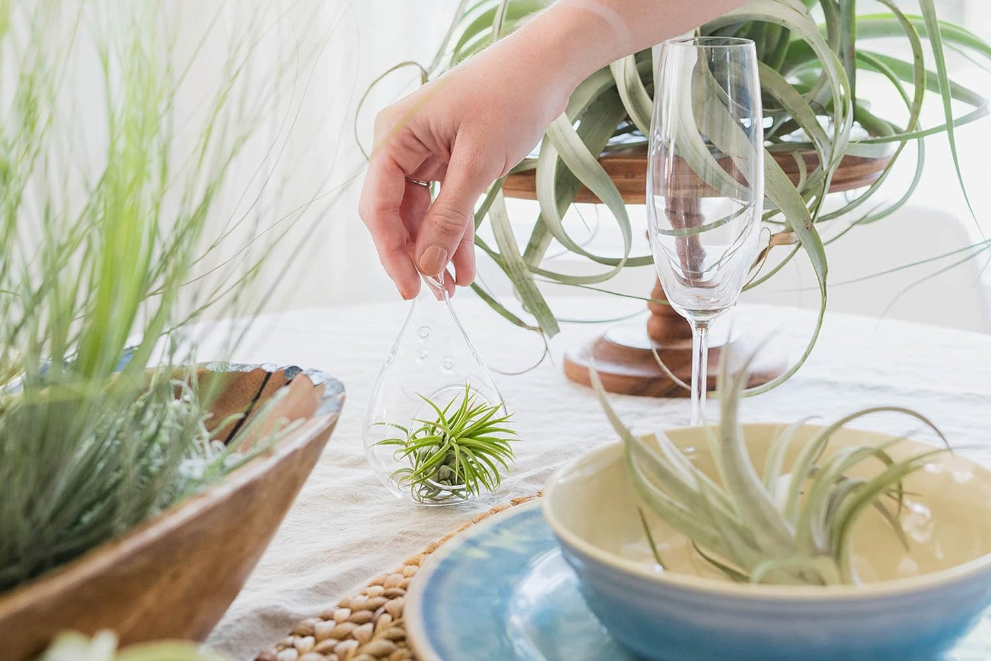 25 Pack Large Air Plants Tillandsia Ionantha Guatemala - Live Succulent House Plants - Available in Wholesale and Bulk - Home and Garden Decor - Easy Care Indoor and Outdoor Plants