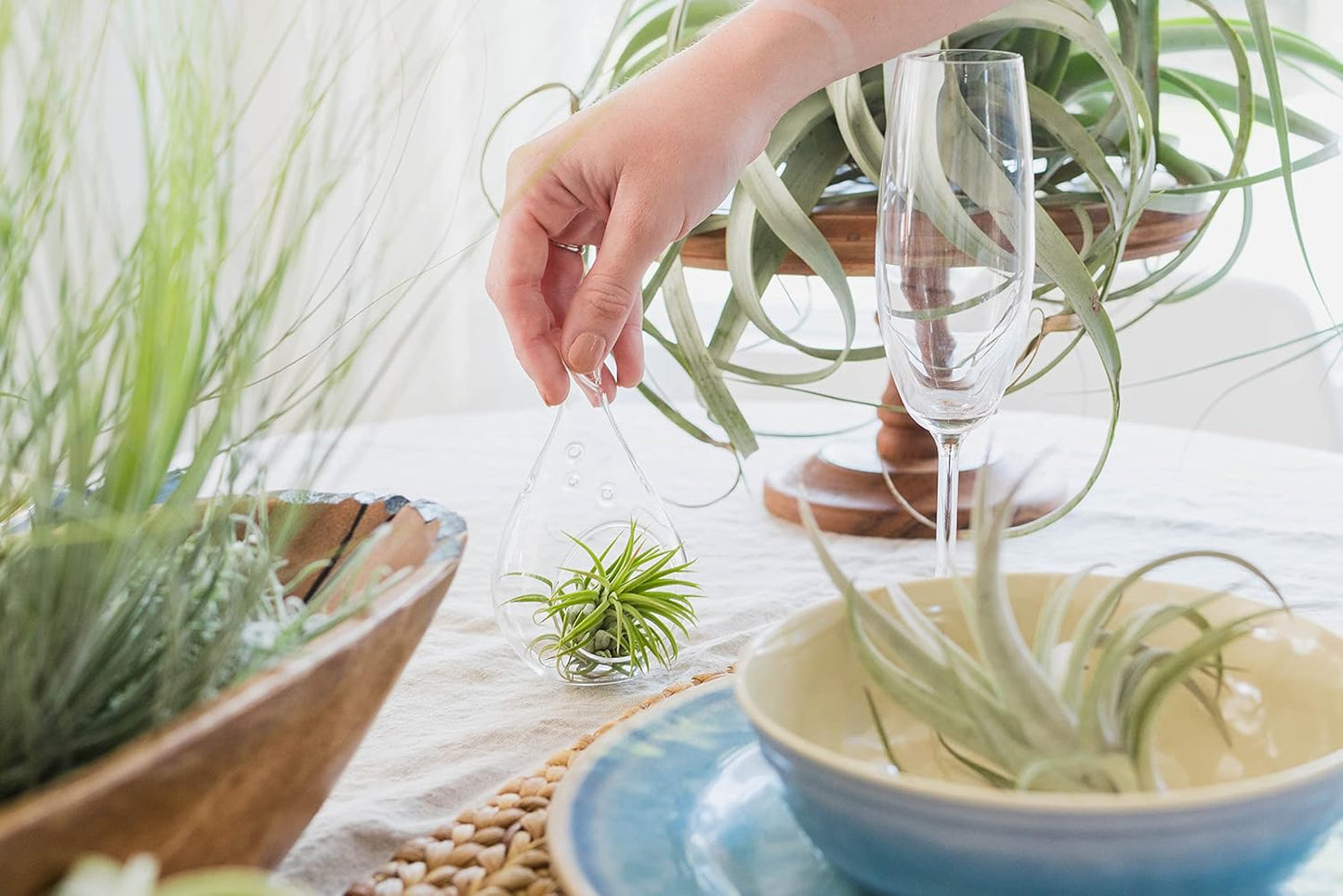 5 Pack Large Air Plants Tillandsia Ionantha Guatemala - Live Succulent House Plants - Available in Wholesale and Bulk - Home and Garden Decor - Easy Care Indoor and Outdoor Plants (Pack of 5)