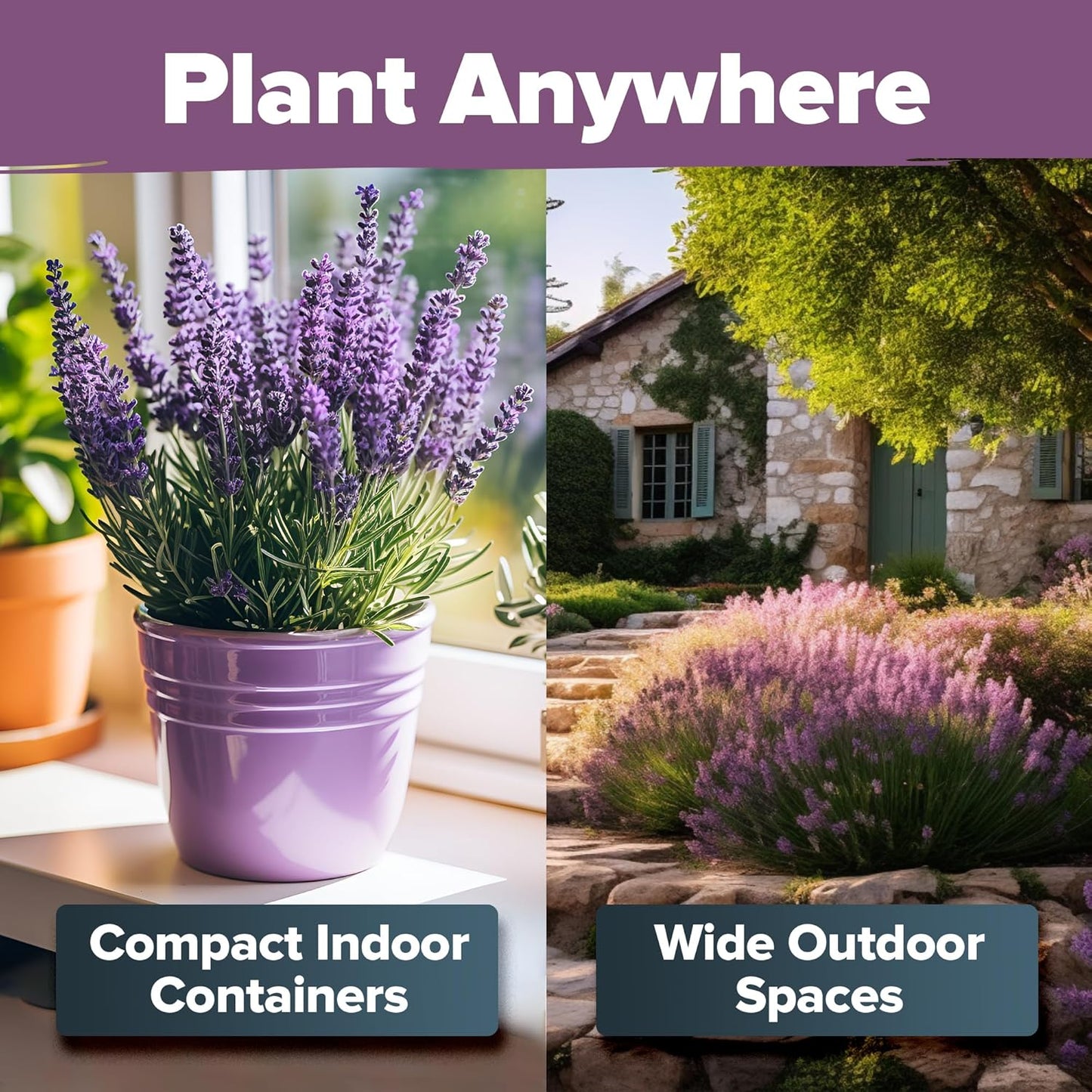 HOME GROWN π¨π¦π π£π₯ππ ππ¨π English Lavender Seeds 1,500+ π‘π’π‘-ππ π’ Wildflower Seed for Planting Indoor/Outdoor, High Germination, Plant Flower Seeds (Lavandula antustifolia)