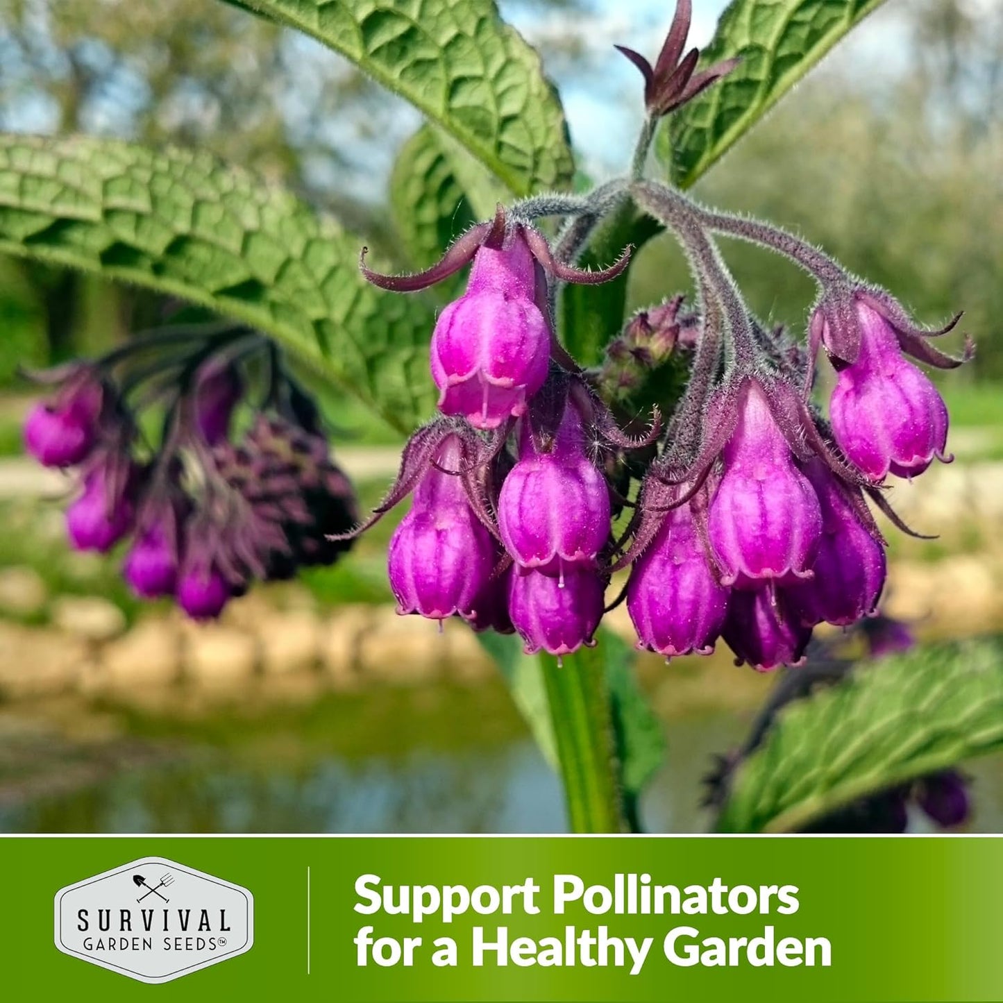 Survival Garden Seeds Comfrey Seed for Planting - 2 Packets with Instructions to Plant and Grow Slippery Root Plants in Your Home Herb Garden - Symphytum officinale - Non-GMO Heirloom Seed Variety