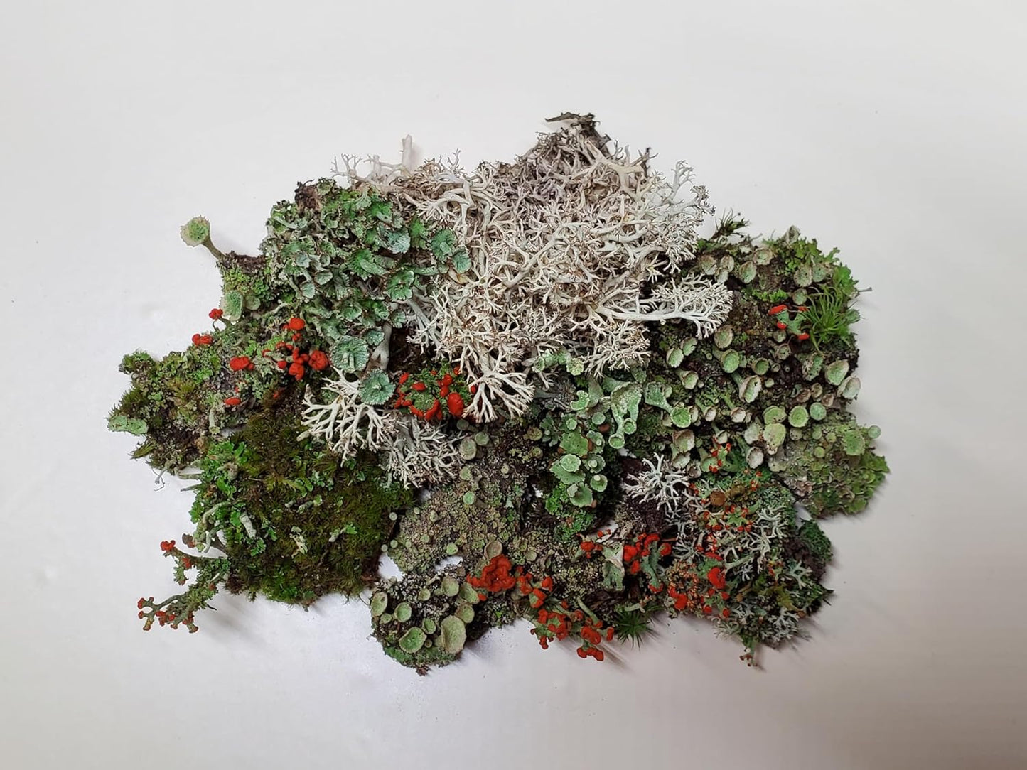 Small Live Lichen Assortment 3"x4" Bag for Terrariums and Fairy Gardens