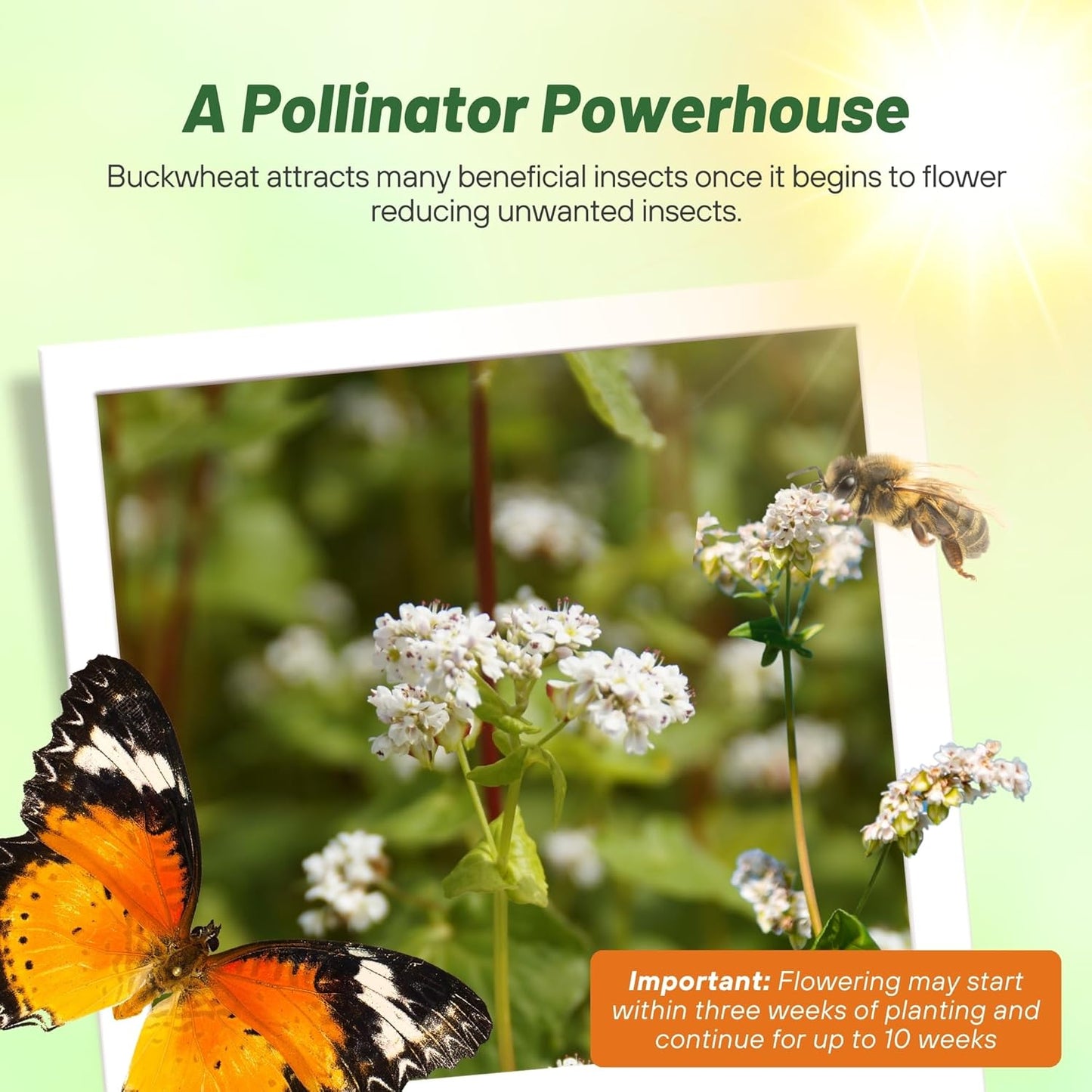 Outsidepride Buckwheat Seeds - 20lbs Annual, Fast-Growing, Easy to Grow Buckwheat Cover Crop Seeds for Green Manure, Bee Pasture & Pollinators, Wildlife Habitat, Soil Improvement, and Erosion Control