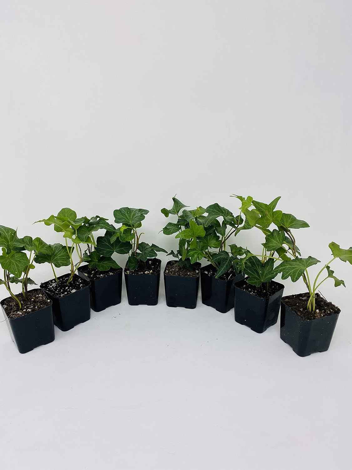 Baltic English Ivy 8 Plants - Hardy Groundcover - 2 1/4" Pot