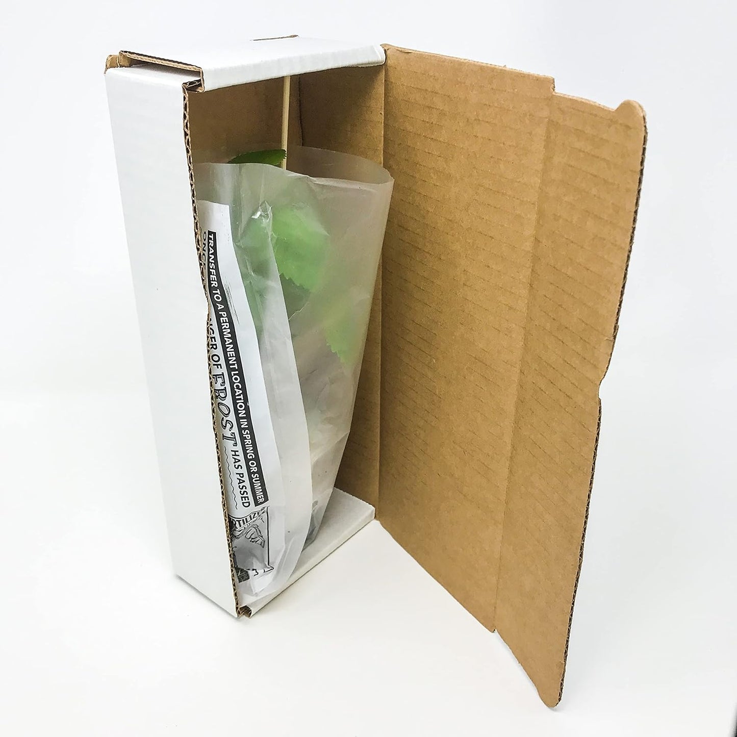 Delicious' Muscadine Grape Vine Live Plant - Vitis rotundifolia by Wellspring Gardens - Thriving Starter Plant for Outdoor Gardens - Juicy Grape Plant - Perfect for Eating Fresh, Jam or Wine Making