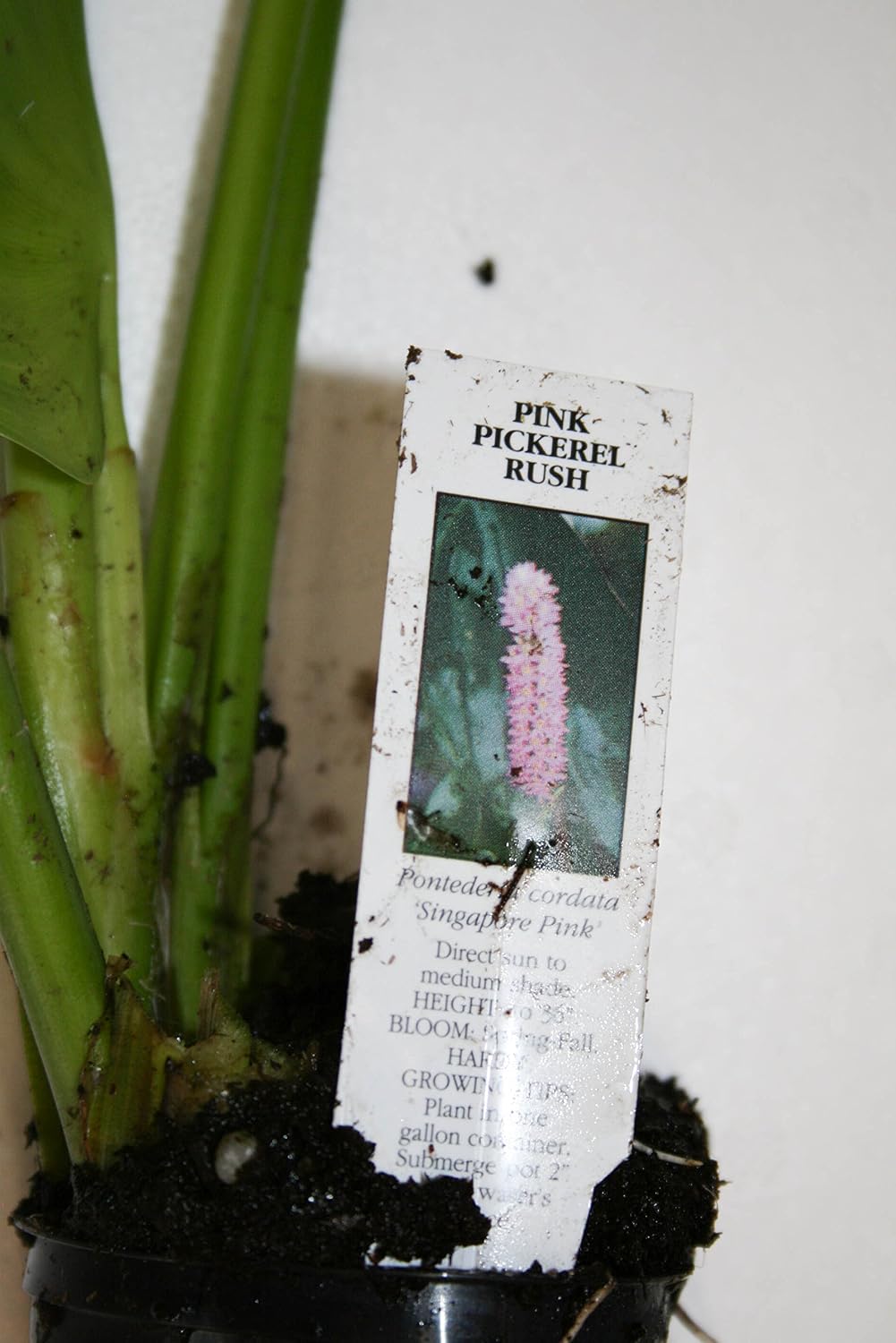 POND PLANT PICKEREL, PINK