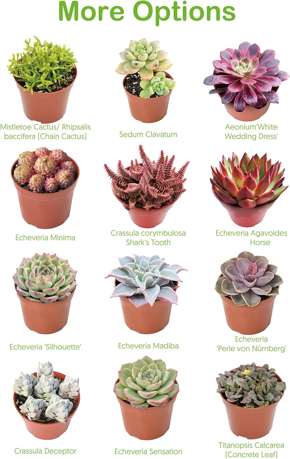 Live Succulents Aeonium 'Pink Wich' (4-inch), Succulent Plants Fully Rooted in Pots with Soil, Easy-Care House Plant for DIY, Home Office Decor, Wedding Party Favor