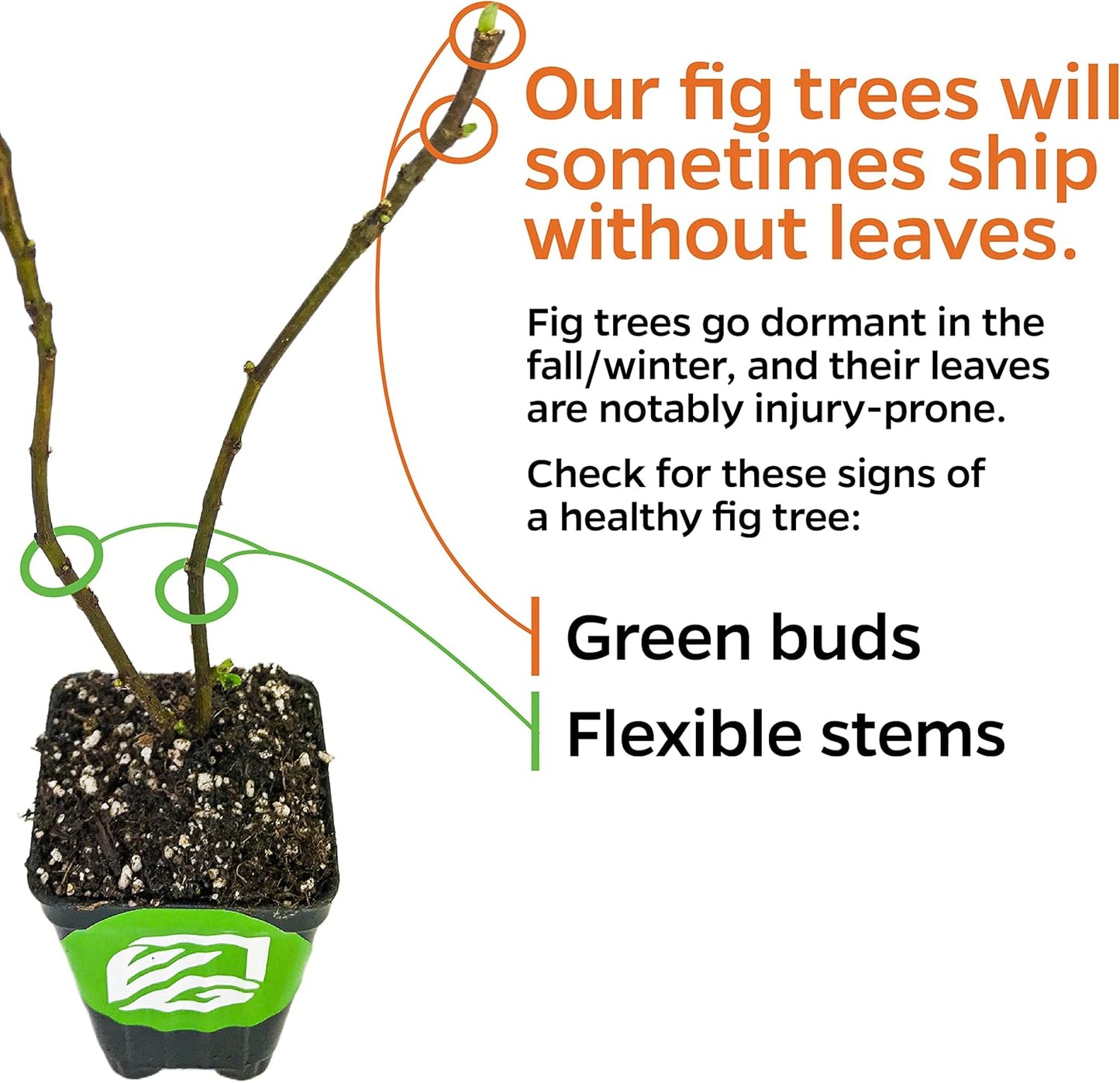 Violette de Bordeaux Fig Tree Live Plant - Ficus carica - Wellspring Gardens - Live Starter Fruit Plant for Your Indoor or Outdoor Garden