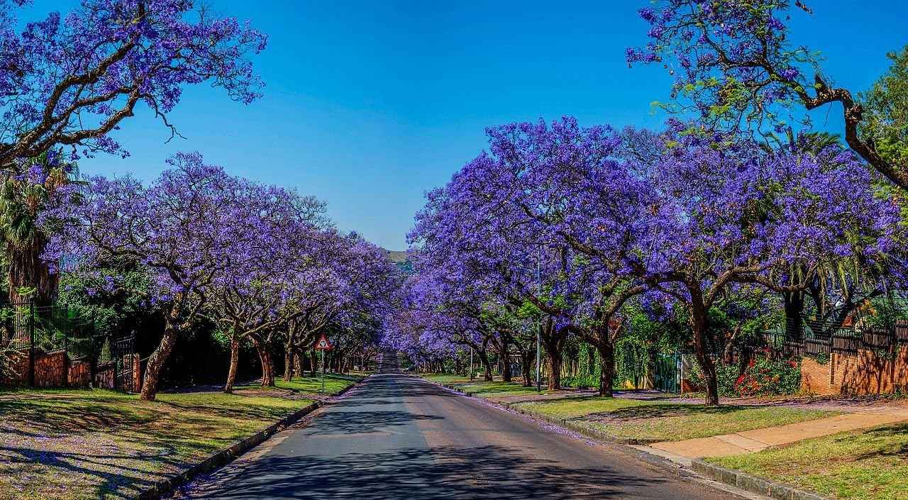 Live Blue Jacaranda Tree Seedling Starter Plug 3-6+ Inches Jacaranda mimoisaefolia