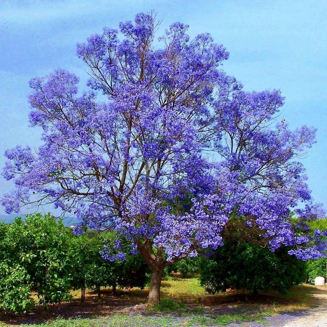 Jacaranda Tree (Jacaranda mimosifolia) – Live Ornamental Flowering Tree – USDA Certified