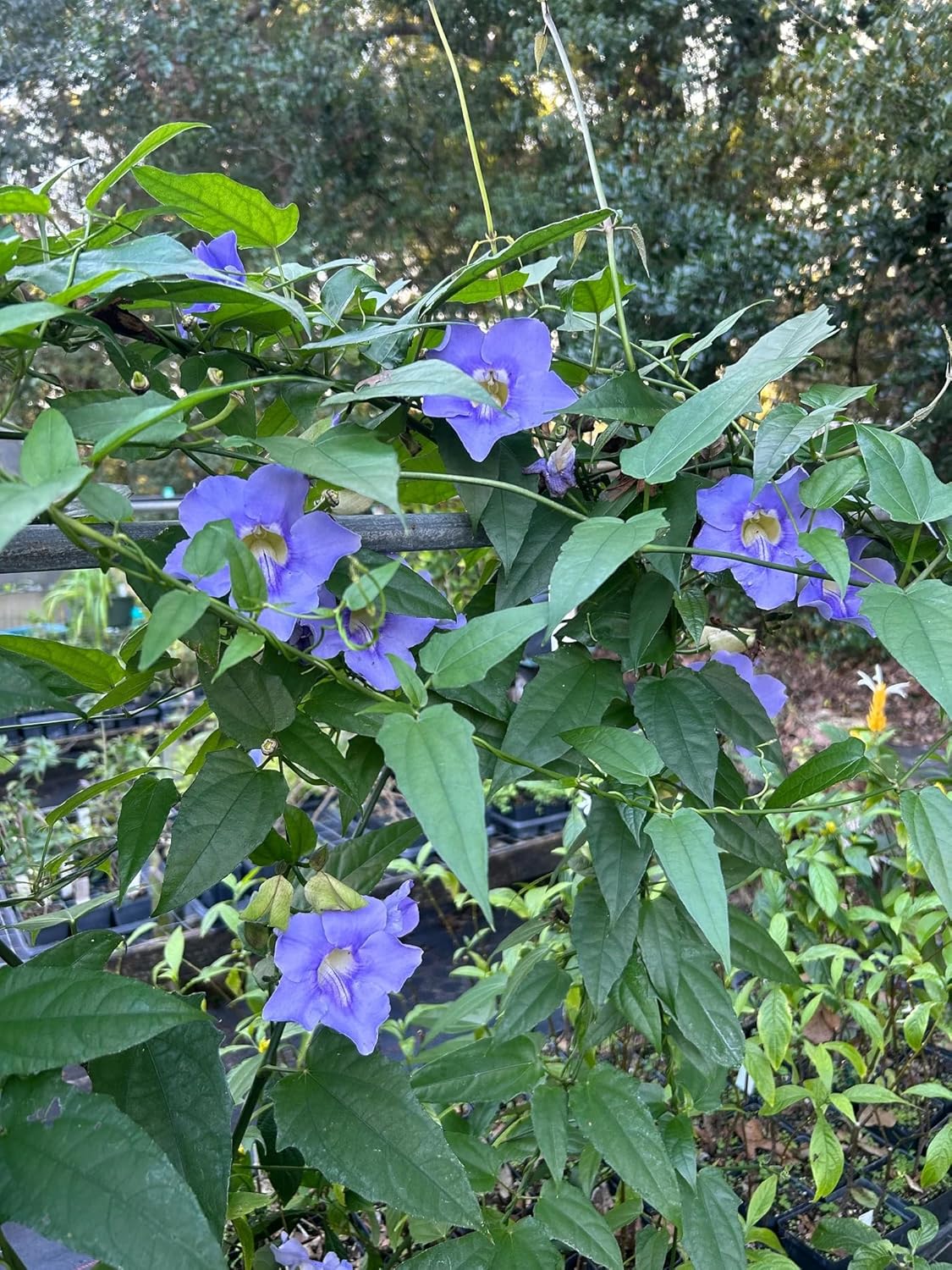 Thunbergia Grandiflora Plants | Pack of 2 (Two) | 5-9 Inch Blue Trumpet Vine | Sky Vine/Bengal Clock Vine | Fast-Growing Large Climber for Fences, Arbors & Privacy Screens