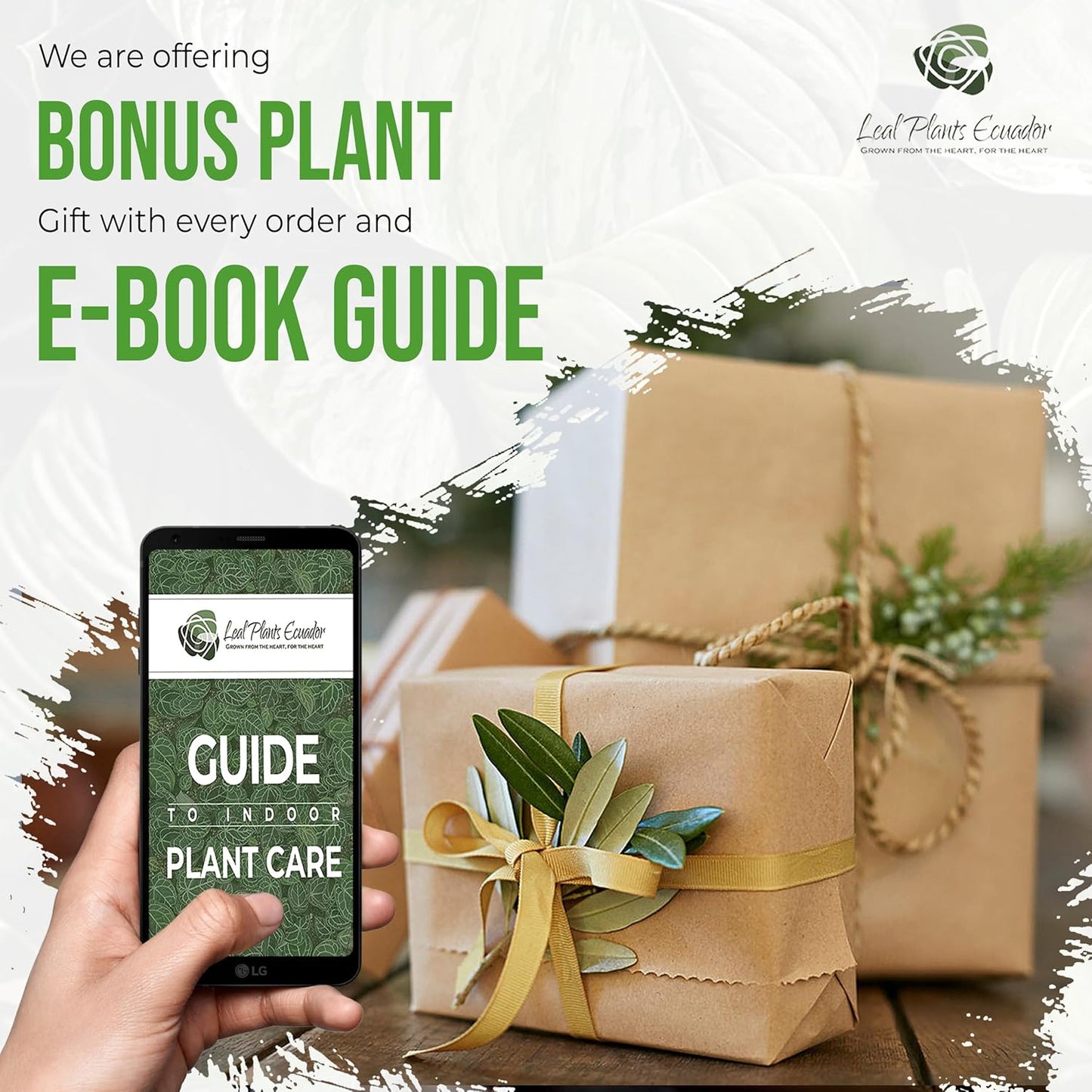 LEAL PLANTS ECUADOR Anthurium Pallidiflorum Live Plants| Green Live House Plant for Indoors|Rare and Exotic Indoor Plants for Living Room|Anthuriums Live Plants |Pallidiflorum Live Heart Plant