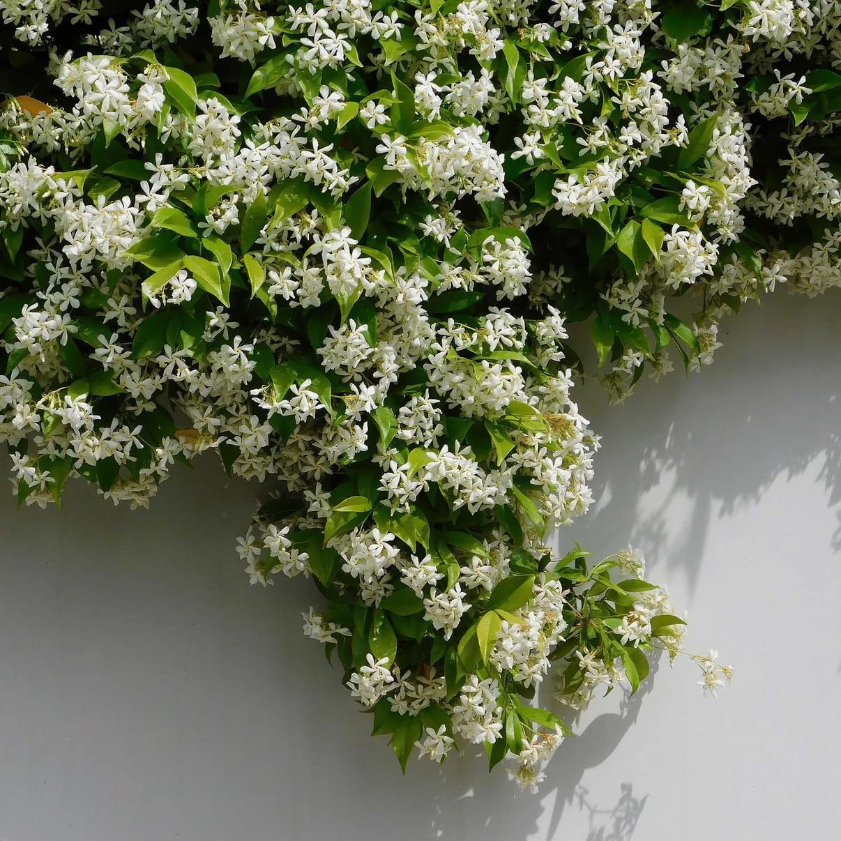 Star Jasmine/Confederate Jasmine - Trachelospermum Jasminoides. Live. Fragrant Flowers. (2 Plants in Sac)