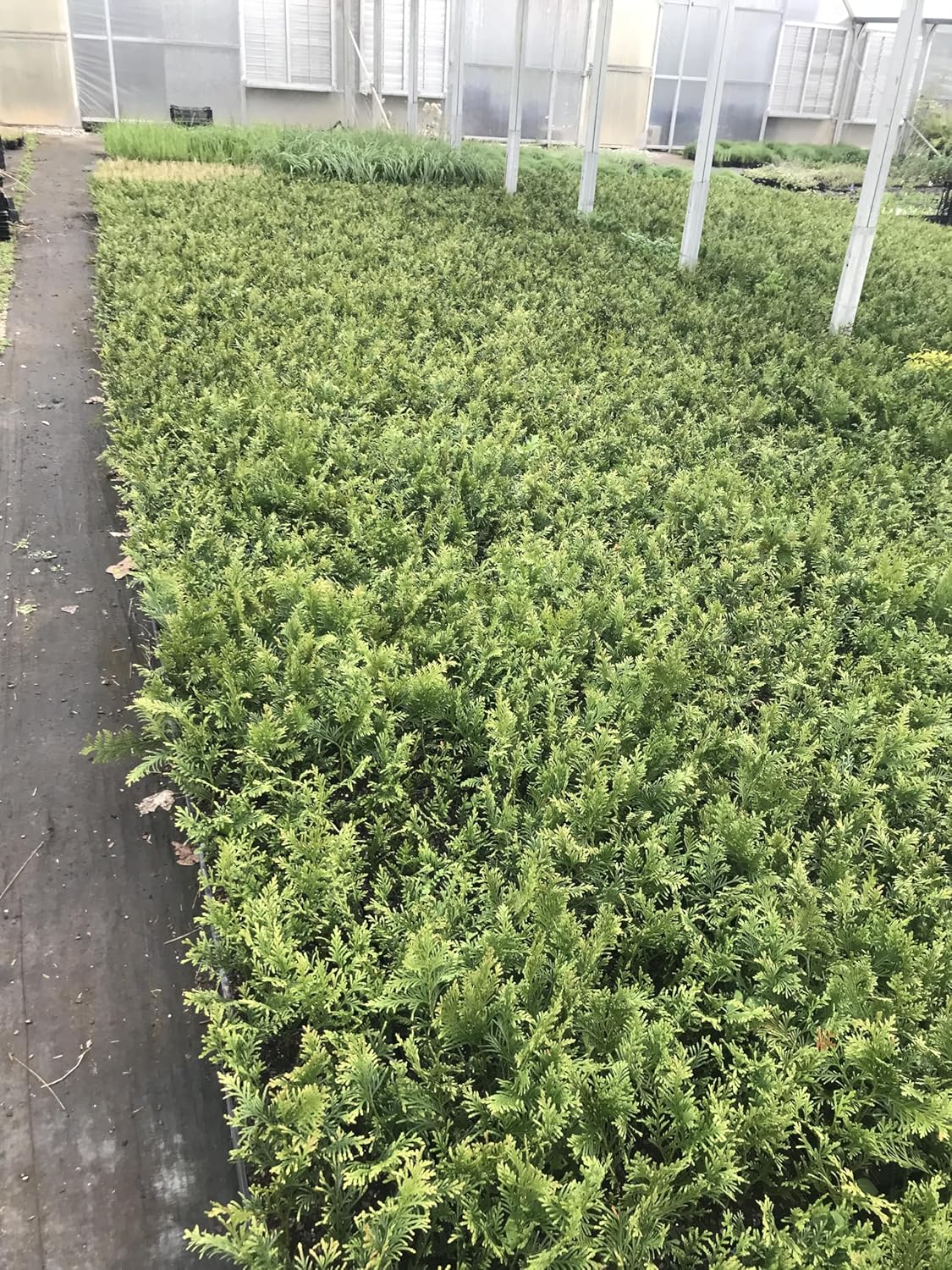 10 Arborvitae Green Giant Thuja Plicata 2.5 inch Pot 6-12" Tall